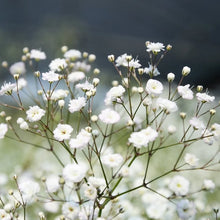 Baby's Breath & Ruscus Leaves
